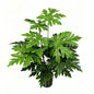 30" 18 Leaves Faux Philodendron Xanadu