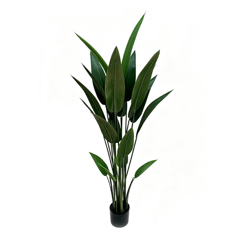 5' Bird of Paradise