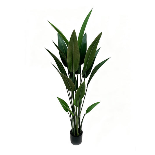 5' Bird of Paradise