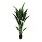5' Bird of Paradise