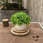 Mini Faux Green Rose Decor