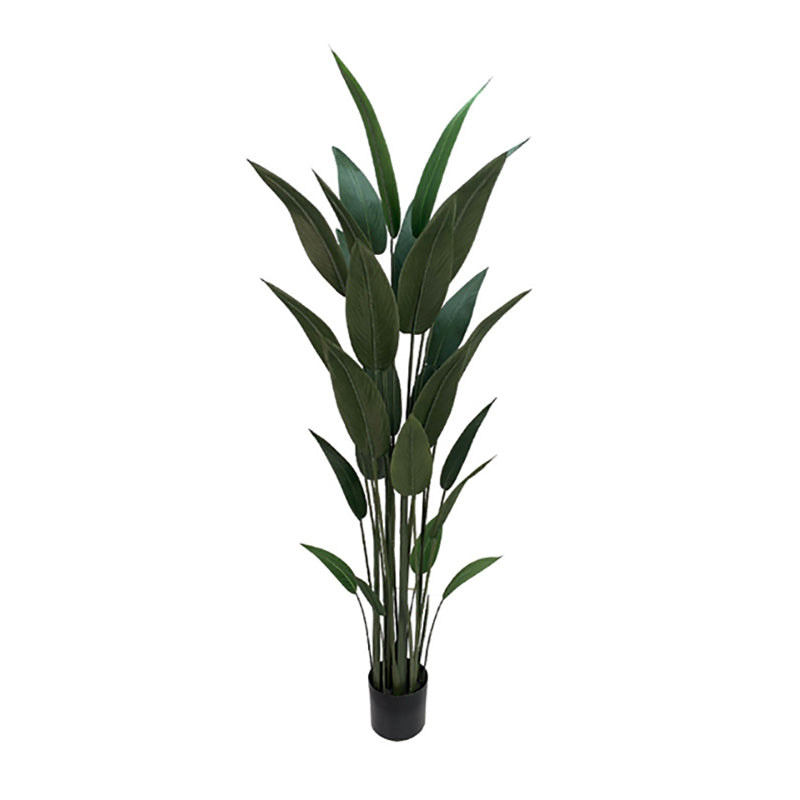 6' Bird of Paradise