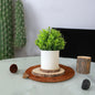 Mini Rosemary Potted Plant