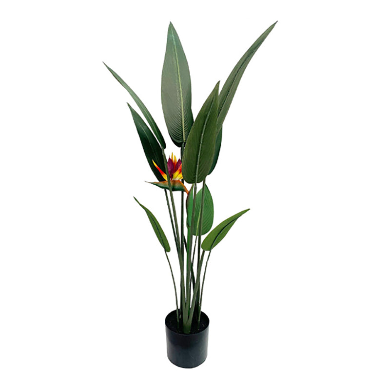 4' Bird of Paradise With 1 Flower