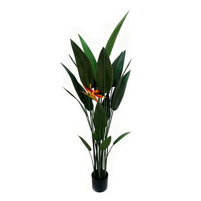 5' Bird of Paradise With 1 Flower