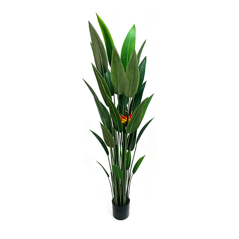6' Bird of Paradise With 1 Flower