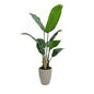 4' PVC Film Traveler's Palm