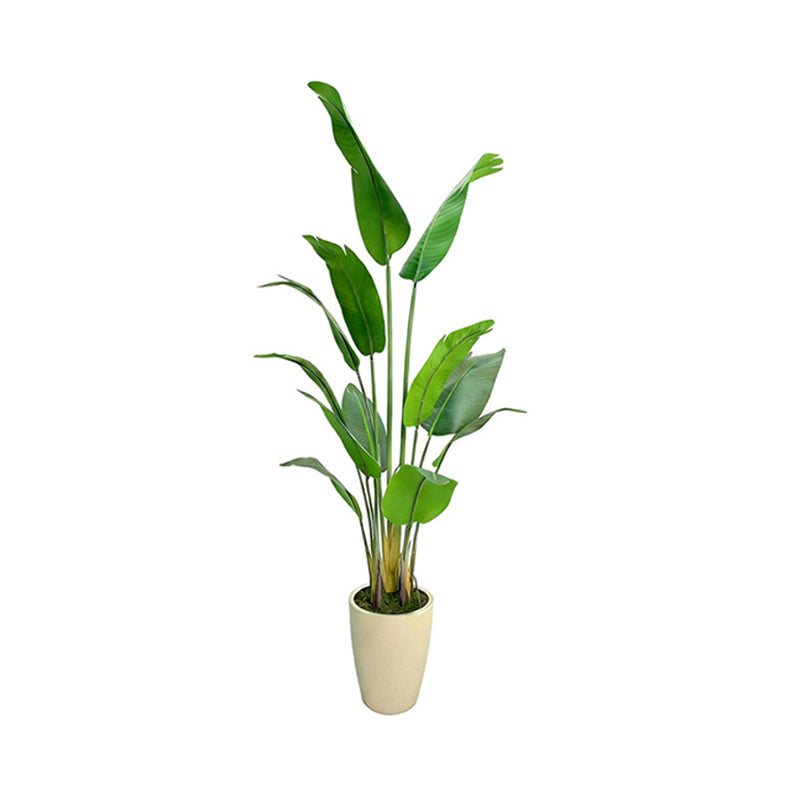 5' PVC Film Traveler's Palm