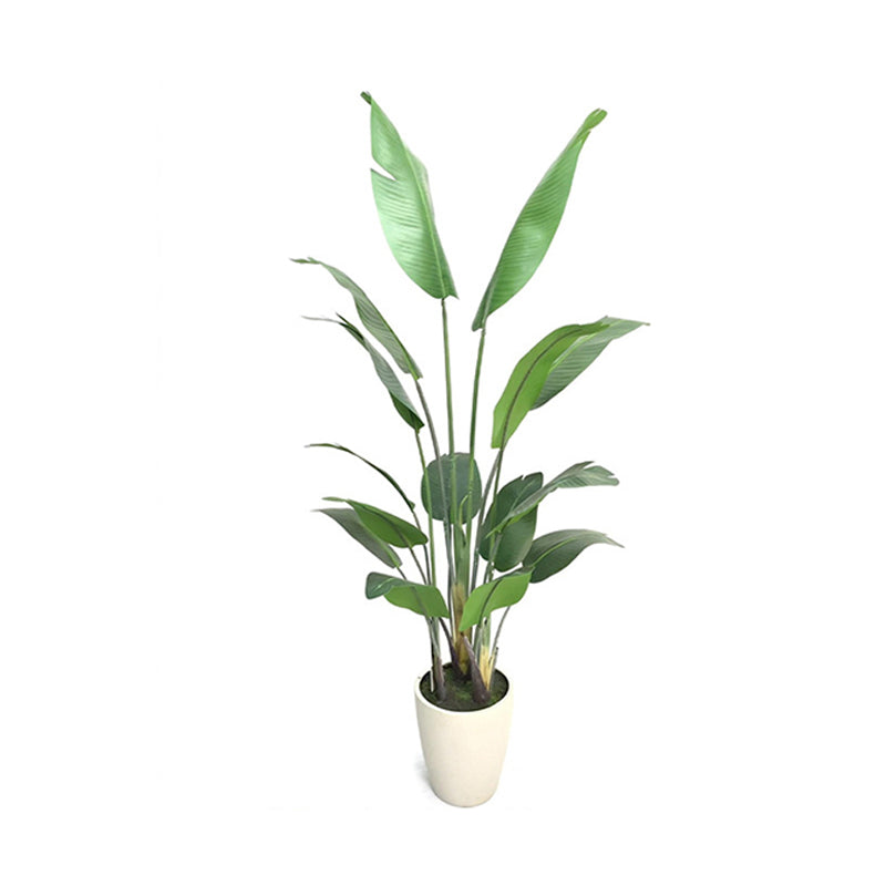 6' PVC Film Traveler's Palm