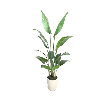 6' PVC Film Traveler's Palm