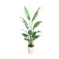 6' PVC Film Traveler's Palm
