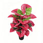 30" Faux Red Variegated Caladium