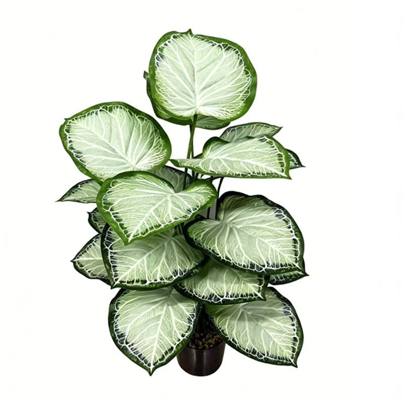 30" Faux Light White Center Green Border Caladium