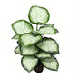 30" Faux Light White Center Green Border Caladium