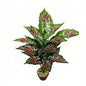 30" Faux Green Base Red White Splatter Caladium