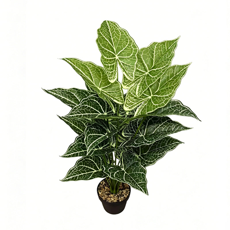 30" Faux Two-Tone Green White Net Vein Caladium