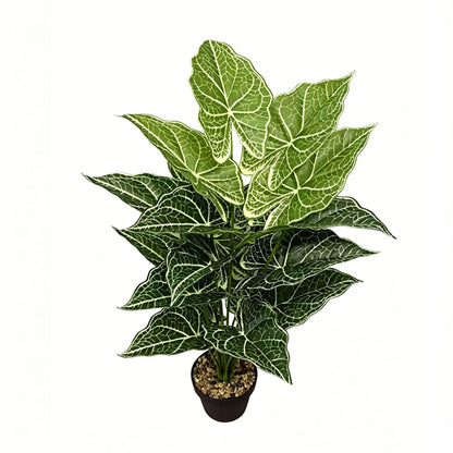 30" Faux Two-Tone Green White Net Vein Caladium