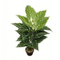 30" Faux Two-Tone Green White Net Vein Caladium