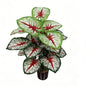 30" Faux White Net Vein Red Center Caladium