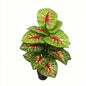 30" Faux Red Vein Green White Reticulated Caladium