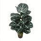 30" Faux Dark Green White Vein Caladium