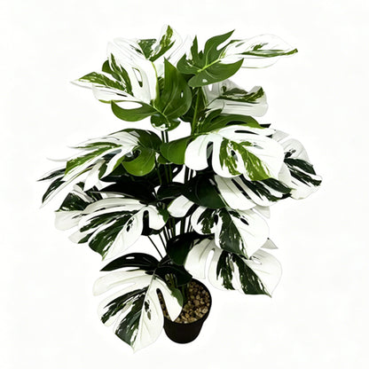 30" Faux White Green Variegated Monstera