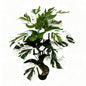 30" Faux White Green Variegated Monstera