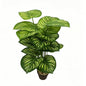 30" Faux Light Green Striped Calathea Orbifolia