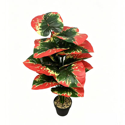 30" Faux Red Green Yellow Tri-Color Caladium