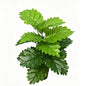 30" Faux Two Tone Light & Dark Green Taro Plant