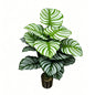 30" Faux Green White Parallel Striped Calathea