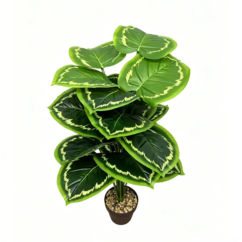 30" Faux Light Lime Fringe Edge Calathea