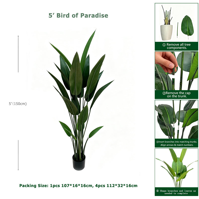 5' Bird of Paradise