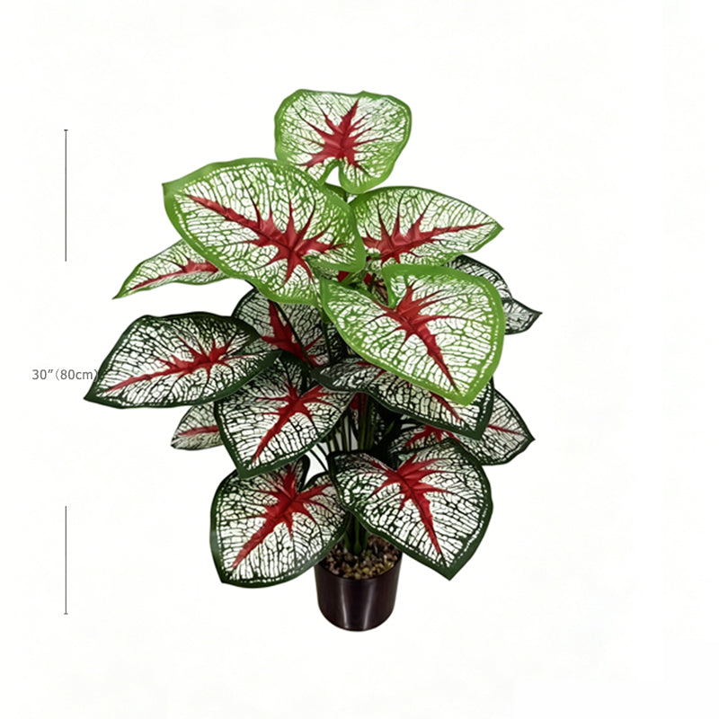 30" Faux White Net Vein Red Center Caladium