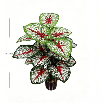 30" Faux White Net Vein Red Center Caladium