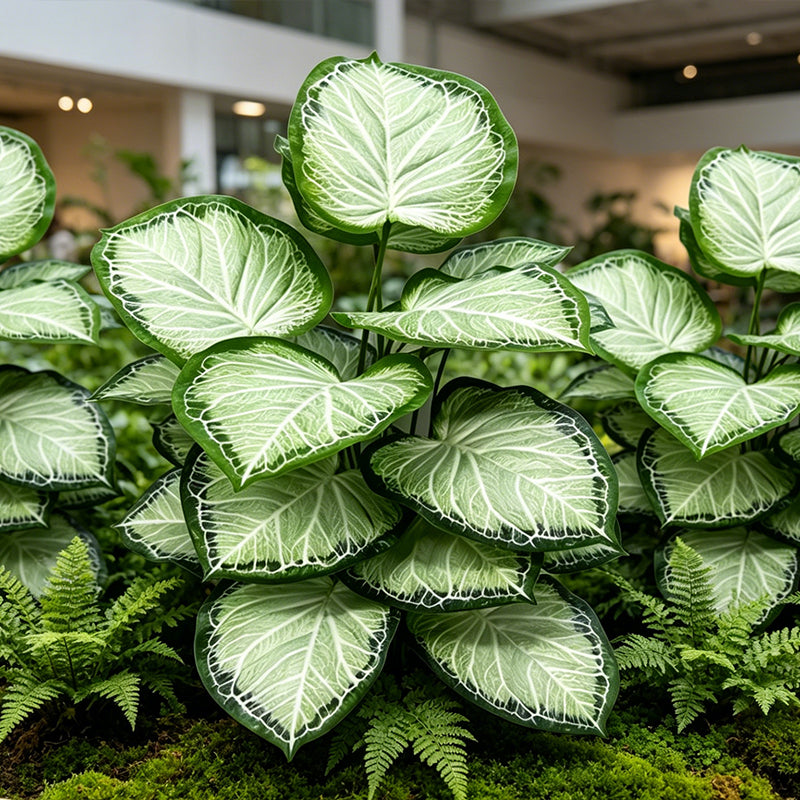 30" Faux Light White Center Green Border Caladium