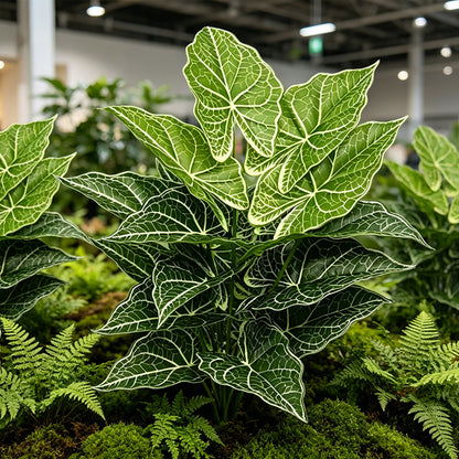 30" Faux Two-Tone Green White Net Vein Caladium